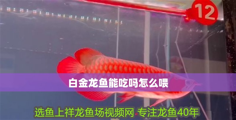 白金龍魚能吃嗎怎么喂
