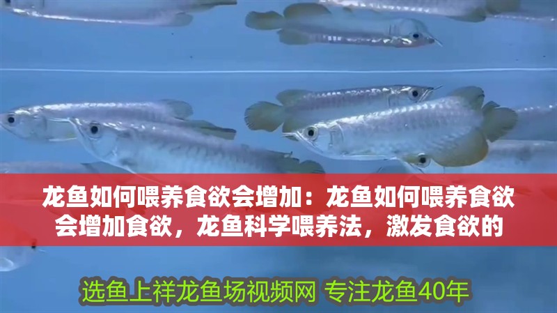 龍魚(yú)如何喂養(yǎng)食欲會(huì)增加：龍魚(yú)如何喂養(yǎng)食欲會(huì)增加食欲，龍魚(yú)科學(xué)喂養(yǎng)法，激發(fā)食欲的
