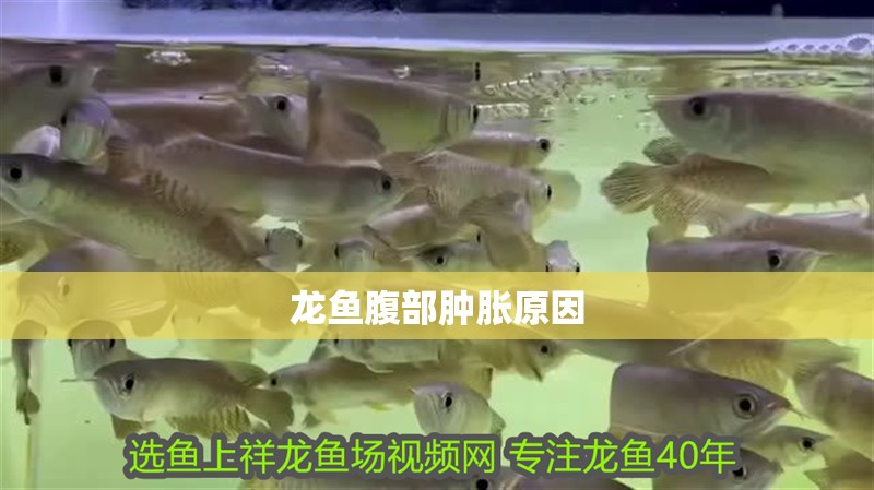 龍魚腹部腫脹原因 龍魚百科 第2張 龍魚腹部腫脹原因 龍魚腹部腫脹原因 龍魚百科 第2張