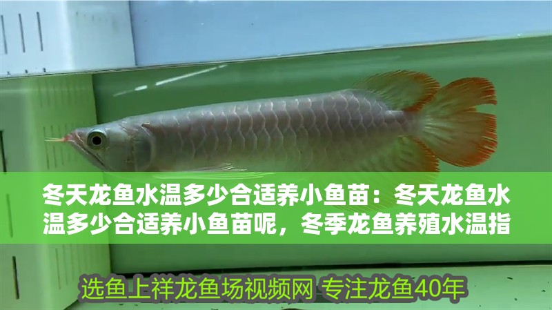 冬天龍魚水溫多少合適養(yǎng)小魚苗:冬天龍魚水溫多少合適養(yǎng)小魚苗呢,冬季龍魚養(yǎng)殖水溫指南,適宜小魚苗生長的溫度解析 水族問答 冬天龍魚水溫多少合適養(yǎng)小魚苗:冬天龍魚水溫多少合適養(yǎng)小魚苗呢,冬季龍魚養(yǎng)殖水溫指南,適宜小魚苗生長的溫度解析 冬天龍魚水溫多少合適養(yǎng)小魚苗:冬天龍魚水溫多少合適養(yǎng)小魚苗呢,冬季龍魚養(yǎng)殖水溫指南,適宜小魚苗生長的溫度解析 水族問答