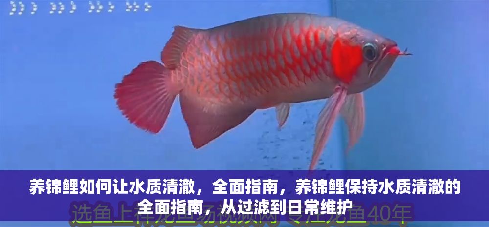 詳細閱讀:養錦鯉如何讓水質清澈,全面指南,養錦鯉保持水質清澈的全面指南,從過濾到日常維護 養錦鯉如何讓水質清澈,全面指南,養錦鯉保持水質清澈的全面指南,從過濾到日常維護