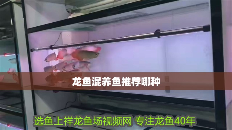 龍魚混養魚推薦哪種