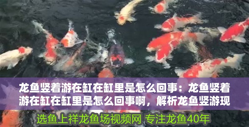 龍魚豎著游在缸在缸里是怎么回事:龍魚豎著游在缸在缸里是怎么回事啊,解析龍魚豎游現象,原因與 水族問答 龍魚豎著游在缸在缸里是怎么回事:龍魚豎著游在缸在缸里是怎么回事啊,解析龍魚豎游現象,原因與 龍魚豎著游在缸在缸里是怎么回事:龍魚豎著游在缸在缸里是怎么回事啊,解析龍魚豎游現象,原因與 水族問答