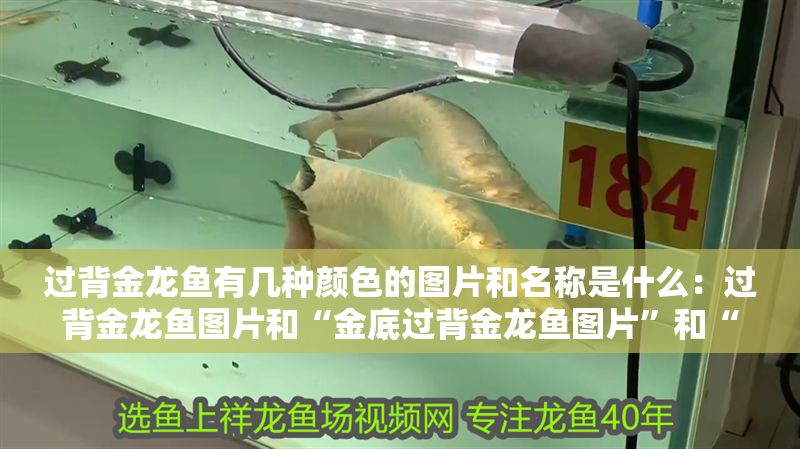 過背金龍魚有幾種顏色的圖片和名稱是什么：過背金龍魚圖片和“金底過背金龍魚圖片”和“金底過背金龍魚”