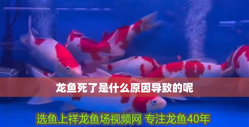 龍魚死了是什么原因導致的呢 龍魚百科 第2張 龍魚死了是什么原因導致的呢 龍魚死了是什么原因導致的呢 龍魚百科 第2張