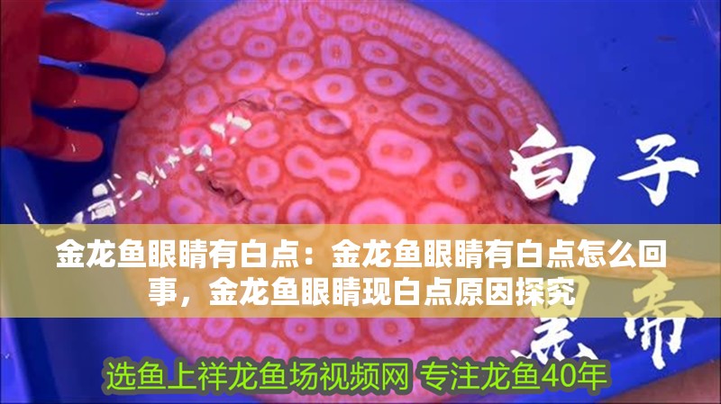 金龍魚眼睛有白點：金龍魚眼睛有白點怎么回事，金龍魚眼睛現白點原因探究