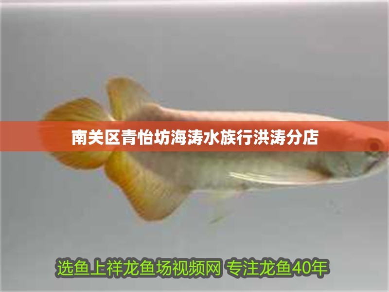 南關(guān)區(qū)青怡坊海濤水族行洪濤分店