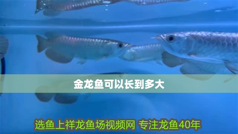 金龍魚可以長(zhǎng)到多大
