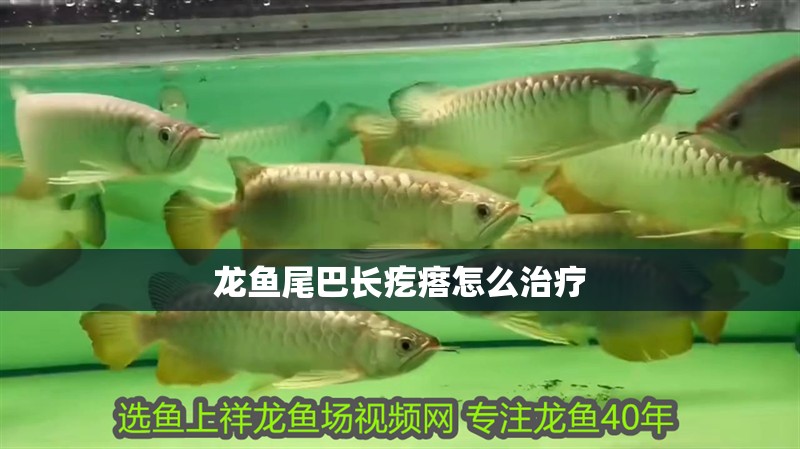 龍魚尾巴長疙瘩怎么治療