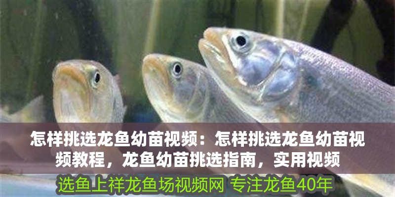 怎樣挑選龍魚幼苗視頻：怎樣挑選龍魚幼苗視頻教程，龍魚幼苗挑選指南，實用視頻 怎樣挑選龍魚幼苗視頻：怎樣挑選龍魚幼苗視頻教程，龍魚幼苗挑選指南，實用視頻 水族問答