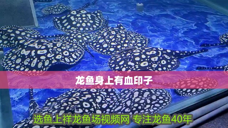 龍魚身上有血印子 龍魚身上有血印子 龍魚百科 第2張