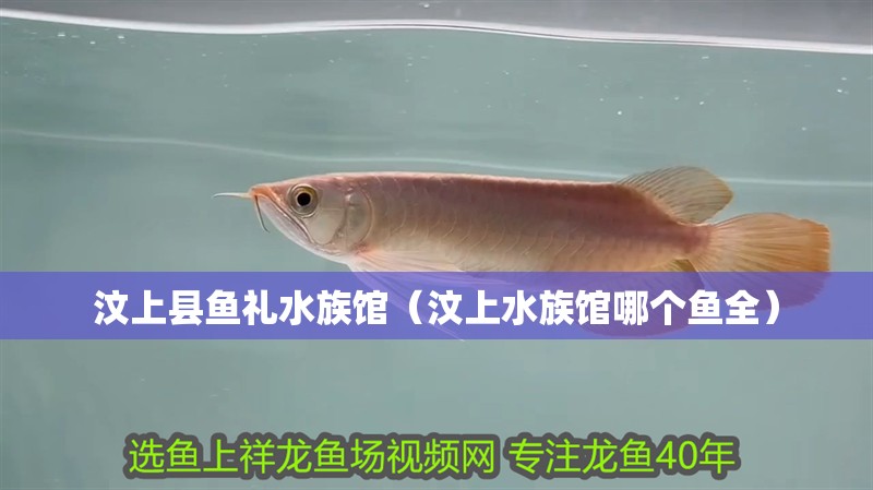 汶上縣魚禮水族館（汶上水族館哪個(gè)魚全）