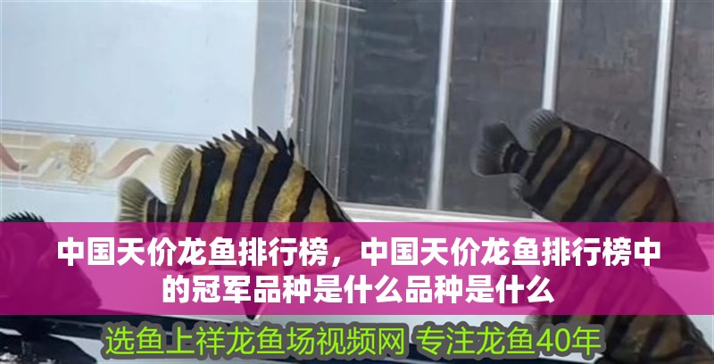 中國天價龍魚排行榜，中國天價龍魚排行榜中的冠軍品種是什么品種是什么 中國天價龍魚排行榜，中國天價龍魚排行榜中的冠軍品種是什么品種是什么 水族問答