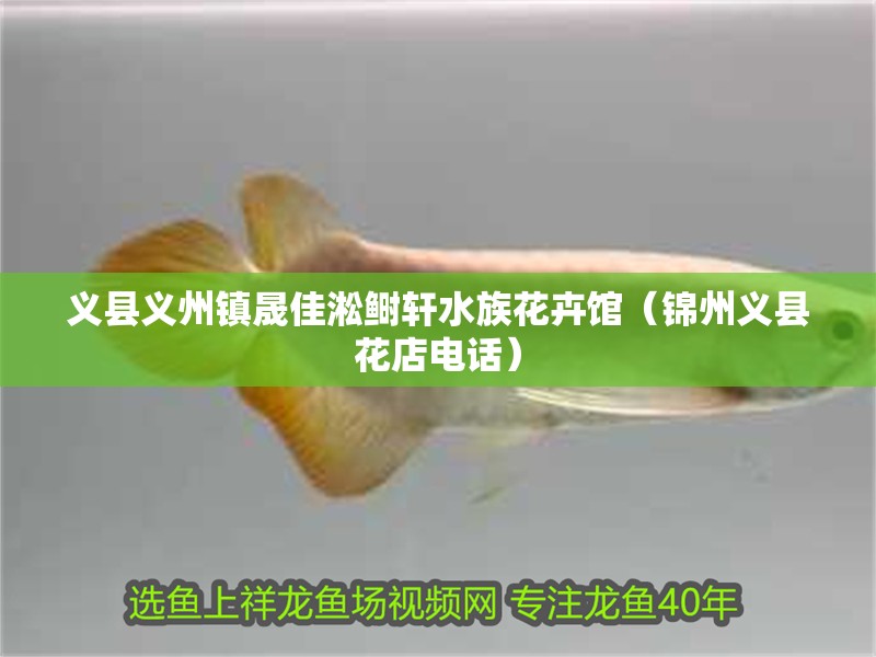 義縣義州鎮晟佳淞鰣軒水族花卉館（錦州義縣花店電話） 義縣義州鎮晟佳淞鰣軒水族花卉館（錦州義縣花店電話） 全國水族館企業名錄 第2張