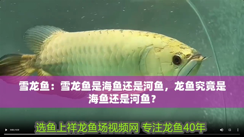 雪龍魚：雪龍魚是海魚還是河魚，龍魚究竟是海魚還是河魚？