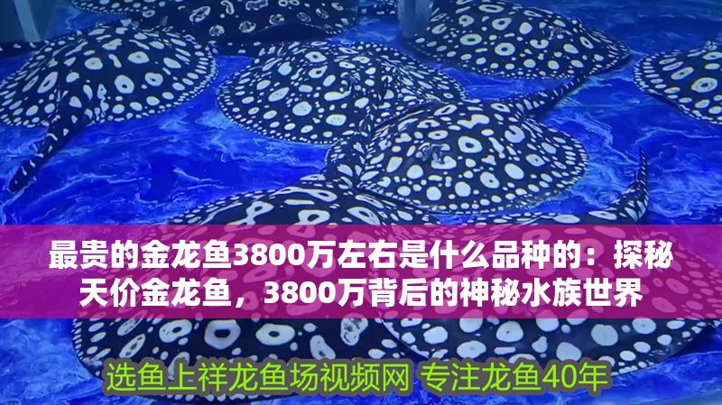 最貴的金龍魚3800萬左右是什么品種的：探秘天價(jià)金龍魚，3800萬背后的神秘水族世界
