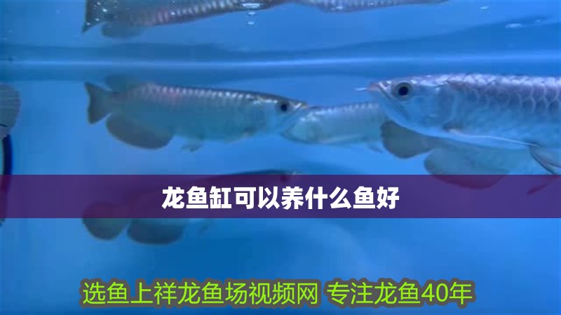 龍魚缸可以養什么魚好