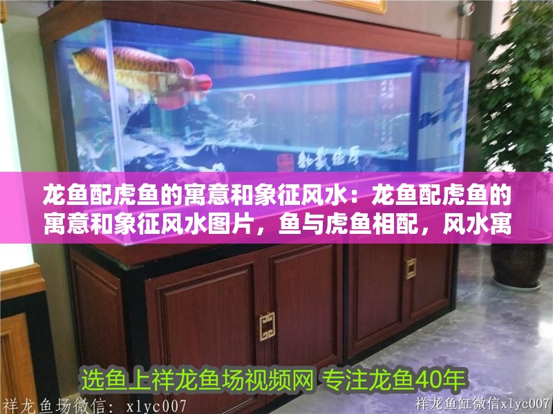 龍魚配虎魚的寓意和象征風水：龍魚配虎魚的寓意和象征風水圖片，魚與虎魚相配，風水寓意