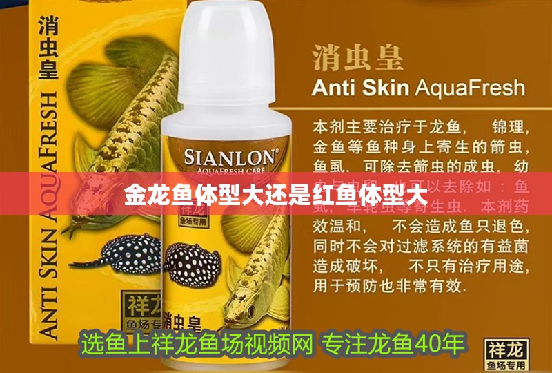 金龍魚(yú)體型大還是紅魚(yú)體型大