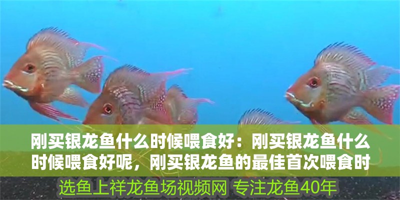 剛買銀龍魚什么時候喂食好:剛買銀龍魚什么時候喂食好呢,剛買銀龍魚的最佳首次喂食時間 水族問答 剛買銀龍魚什么時候喂食好:剛買銀龍魚什么時候喂食好呢,剛買銀龍魚的最佳首次喂食時間 剛買銀龍魚什么時候喂食好:剛買銀龍魚什么時候喂食好呢,剛買銀龍魚的最佳首次喂食時間 水族問答