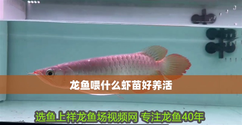 龍魚喂什么蝦苗好養活
