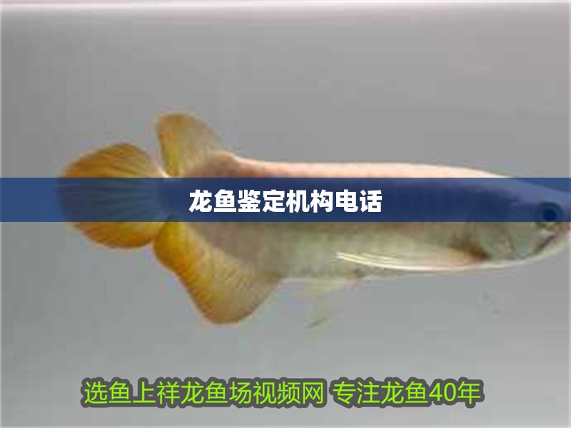 龍魚鑒定機(jī)構(gòu)電話