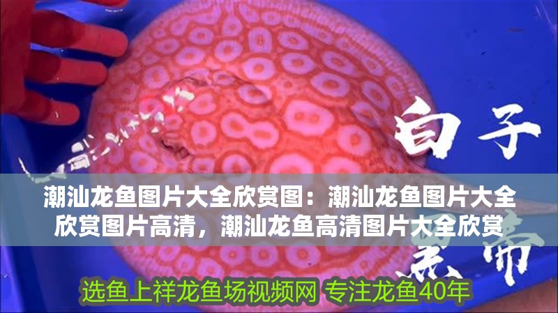 潮汕龍魚圖片大全欣賞圖：潮汕龍魚圖片大全欣賞圖片高清，潮汕龍魚高清圖片大全欣賞