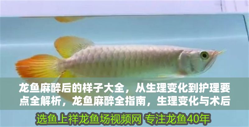 龍魚麻醉后的樣子大全，從生理變化到護理要點全解析，龍魚麻醉全指南，生理變化與術后護理詳解