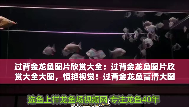 過(guò)背金龍魚(yú)圖片欣賞大全：過(guò)背金龍魚(yú)圖片欣賞大全大圖，驚艷視覺(jué)！過(guò)背金龍魚(yú)高清大圖欣賞大全