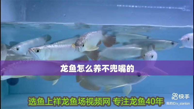 龍魚怎么養不兜嘴的