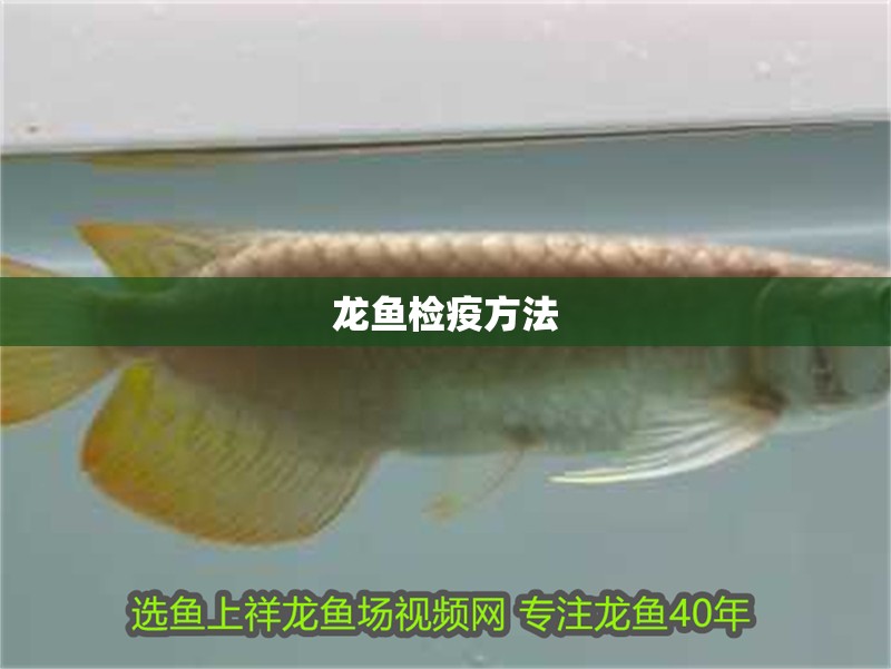 龍魚檢疫方法