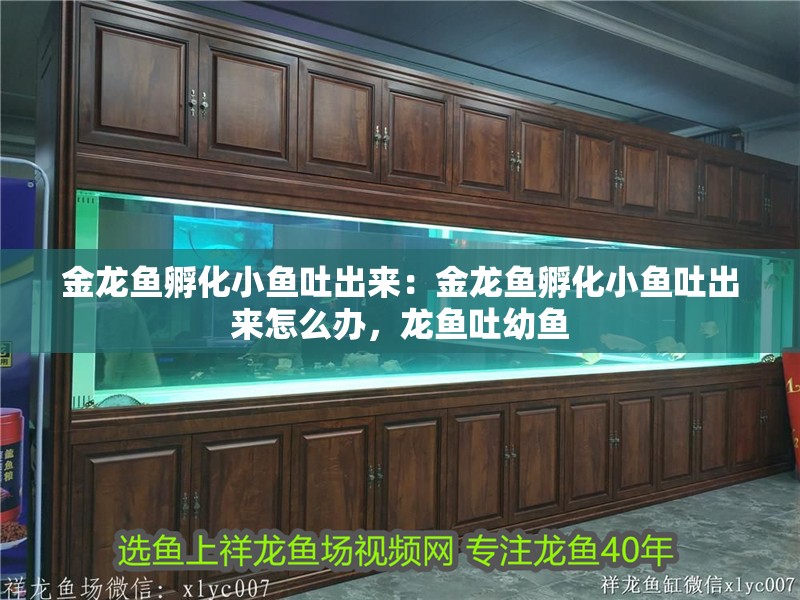 金龍魚孵化小魚吐出來：金龍魚孵化小魚吐出來怎么辦，龍魚吐幼魚