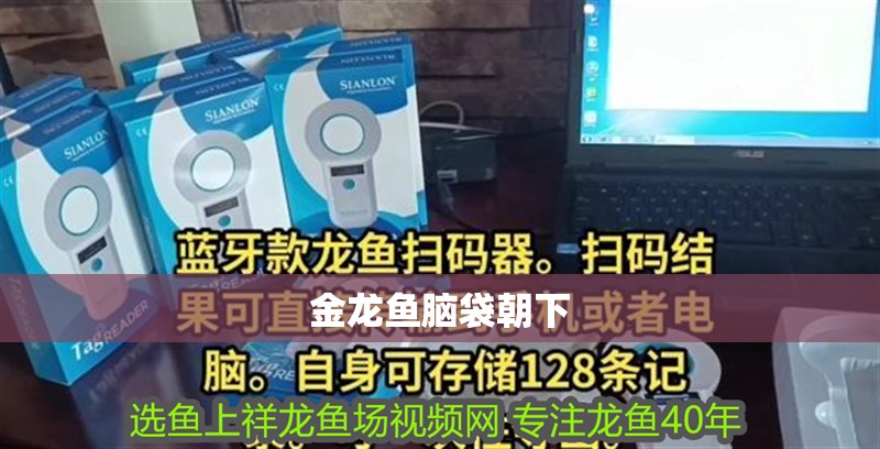 金龍魚腦袋朝下 金龍魚腦袋朝下 龍魚百科 第2張