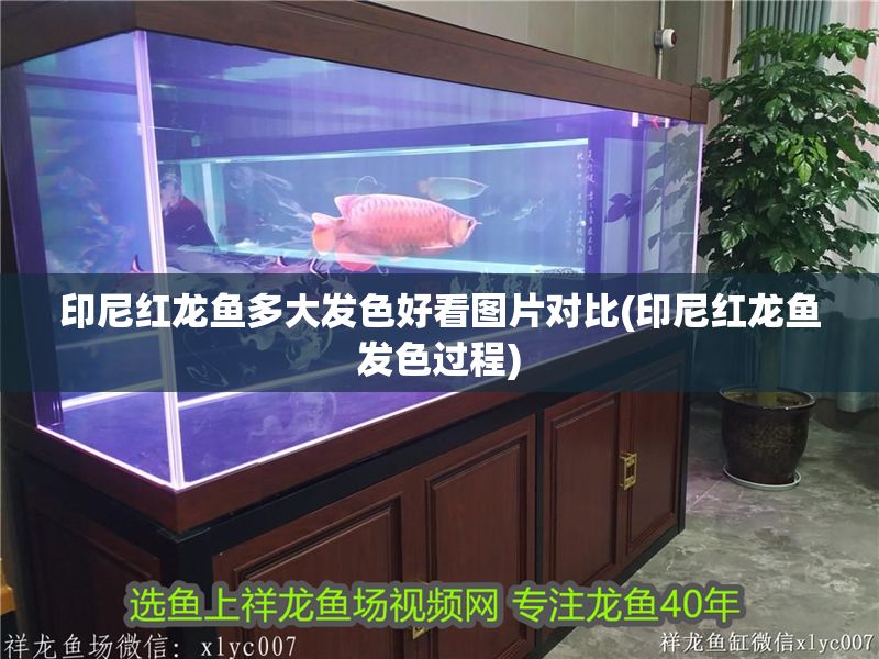印尼紅龍魚多大發色好看圖片對比(印尼紅龍魚發色過程) 印尼紅龍魚多大發色好看圖片對比(印尼紅龍魚發色過程) 紅龍魚百科 第1張