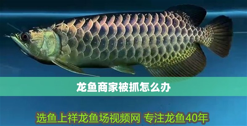 龍魚商家被抓怎么辦