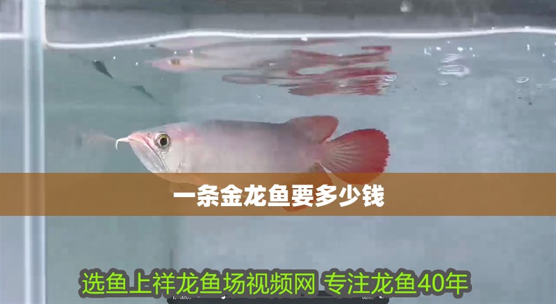 一條金龍魚要多少錢