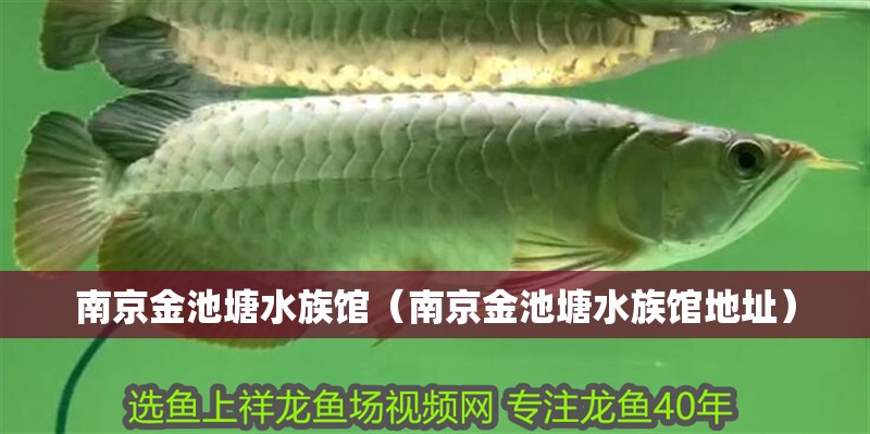 南京金池塘水族館（南京金池塘水族館地址）