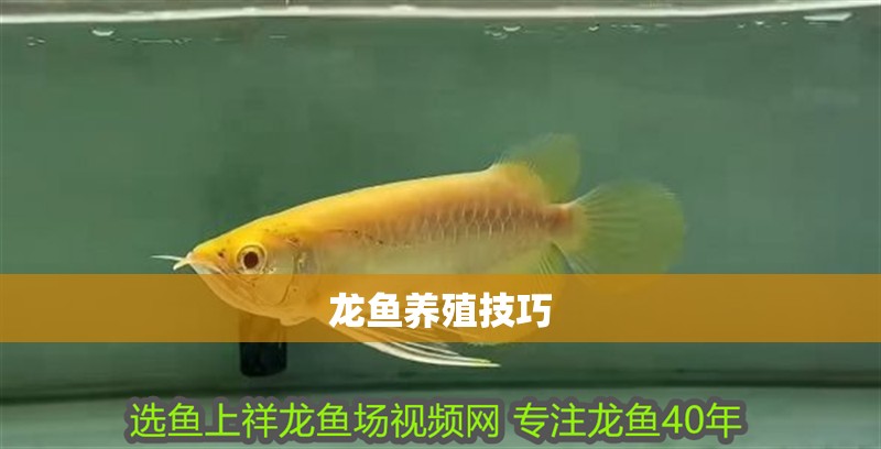 龍魚養殖技巧