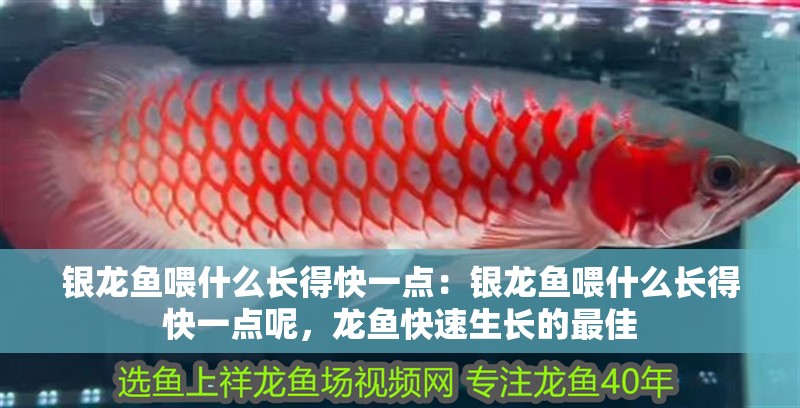 銀龍魚喂什么長得快一點：銀龍魚喂什么長得快一點呢，龍魚快速生長的最佳