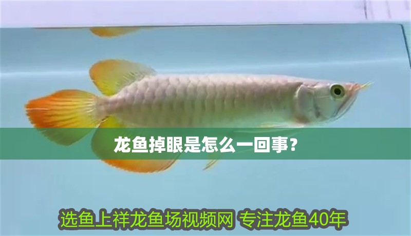 龍魚干蝦有營養(yǎng)嗎 龍魚掉眼是怎么一回事? 紅龍魚百科 龍魚掉眼是怎么一回事? 龍魚掉眼是怎么一回事? 紅龍魚百科