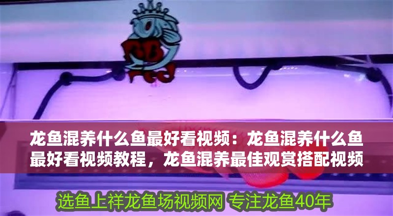 龍魚混養什么魚最好看視頻：龍魚混養什么魚最好看視頻教程，龍魚混養最佳觀賞搭配視頻教程