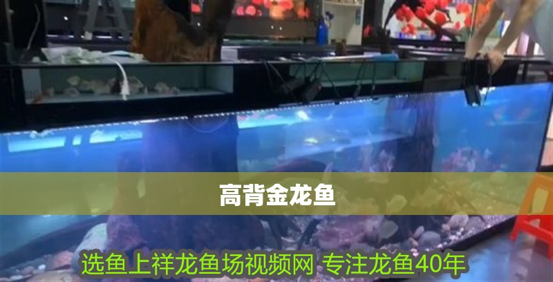高背金龍魚