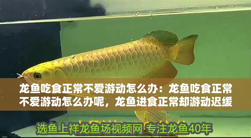龍魚吃食正常不愛游動怎么辦：龍魚吃食正常不愛游動怎么辦呢，龍魚進食正常卻游動遲緩？