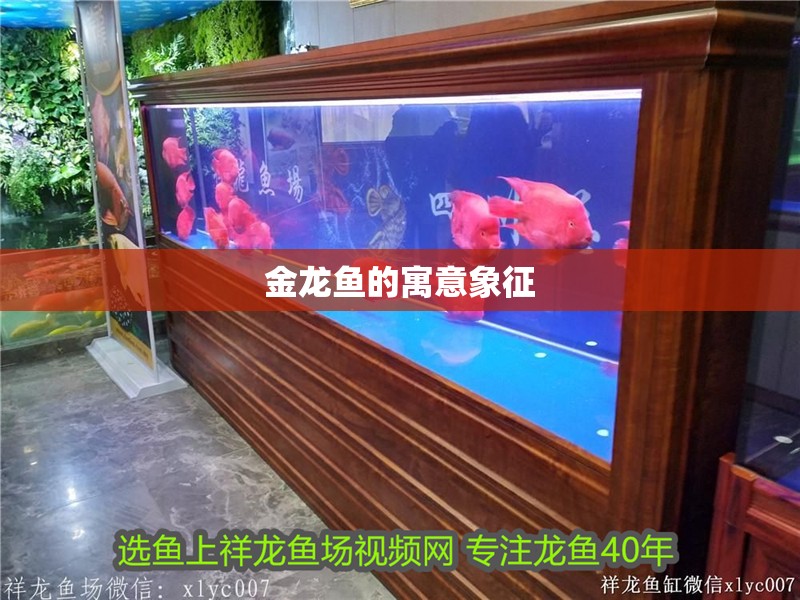 金龍魚的寓意象征