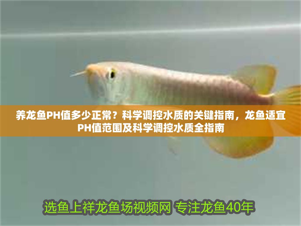 養龍魚PH值多少正常？科學調控水質的關鍵指南，龍魚適宜PH值范圍及科學調控水質全指南