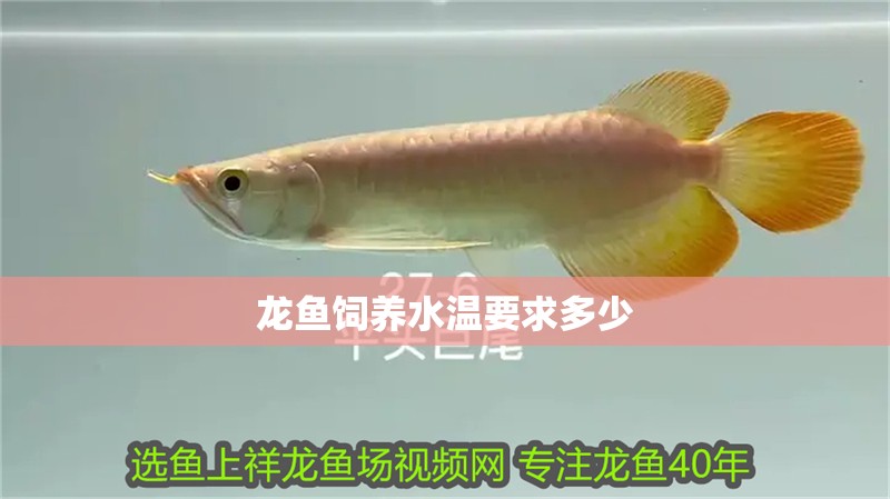 龍魚飼養水溫要求多少