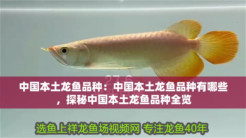 中國本土龍魚品種：中國本土龍魚品種有哪些，探秘中國本土龍魚品種全覽