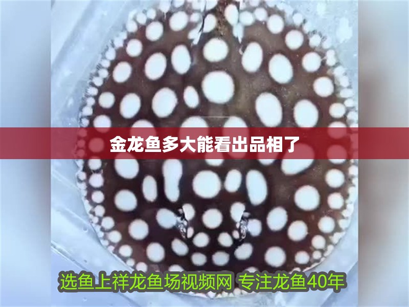 金龍魚(yú)多大能看出品相了 金龍魚(yú)多大能看出品相了 龍魚(yú)百科 第2張