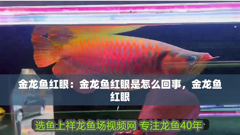 金龍魚紅眼：金龍魚紅眼是怎么回事，金龍魚紅眼