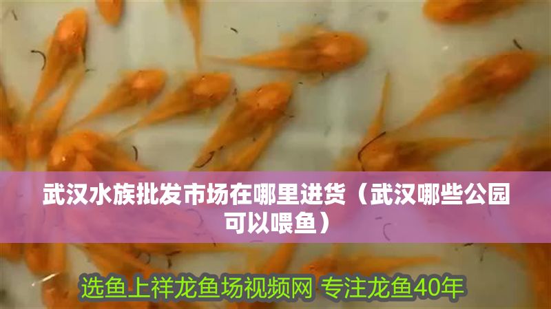 武漢水族批發(fā)市場(chǎng)在哪里進(jìn)貨（武漢哪些公園可以喂魚(yú)）